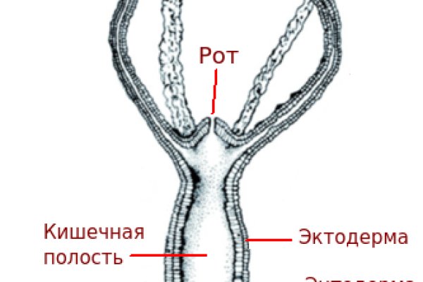 Kraken рабочий